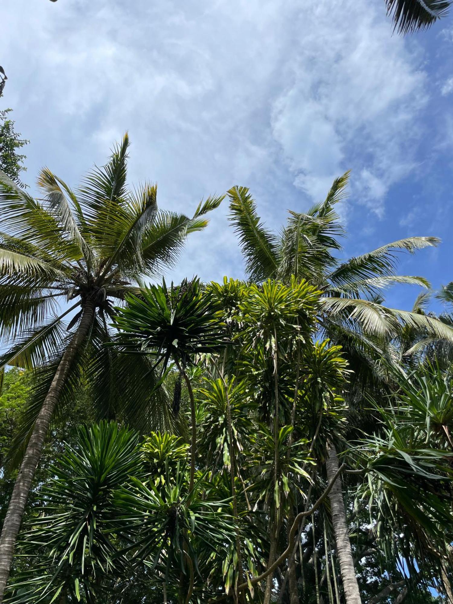 Mbweni Ruins & Gardens Previously Jungle Paradise Zanzibar Bagian luar foto