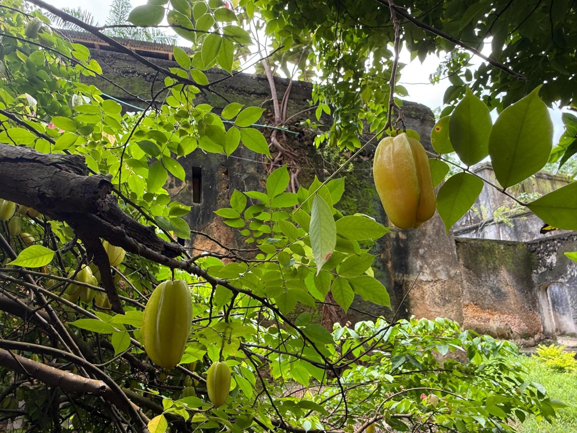 Mbweni Ruins & Gardens Previously Jungle Paradise Zanzibar Bagian luar foto