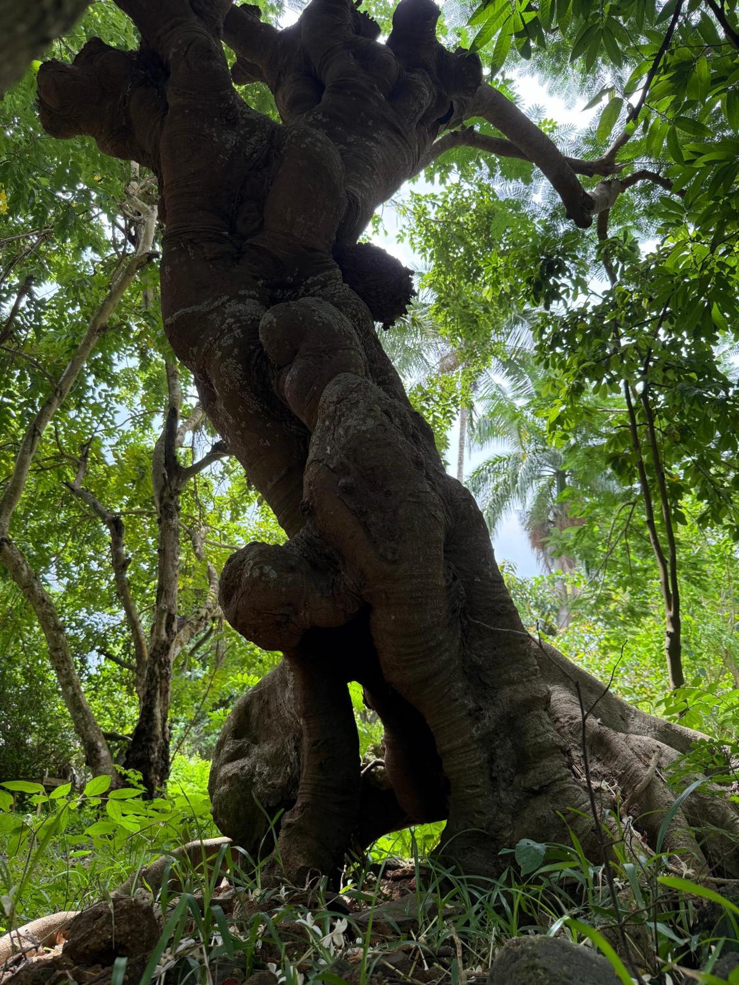 Mbweni Ruins & Gardens Previously Jungle Paradise Zanzibar Bagian luar foto
