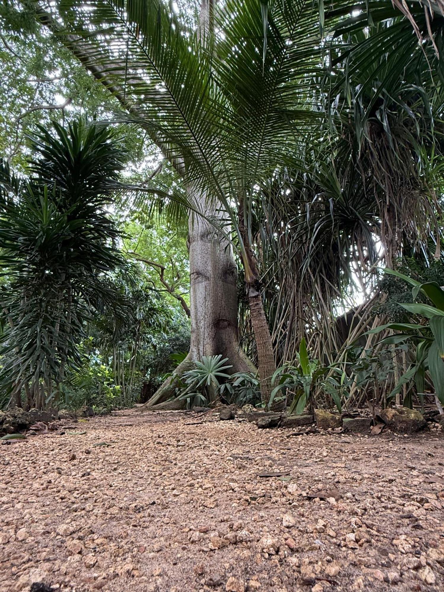 Mbweni Ruins & Gardens Previously Jungle Paradise Zanzibar Bagian luar foto